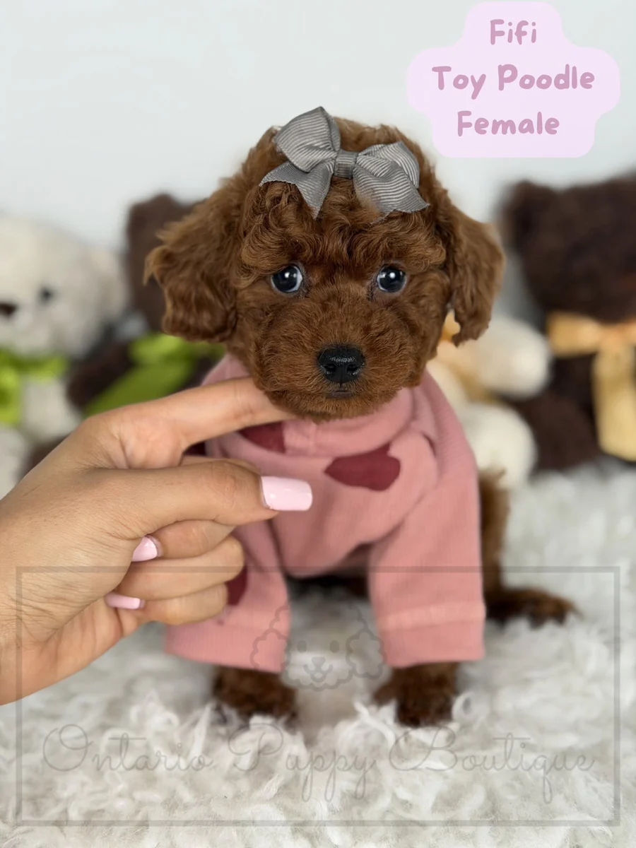 Fifi - Toy Poodle