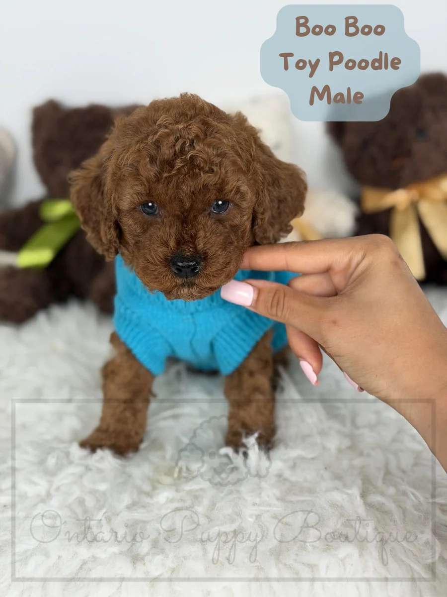 Boo Boo - Toy Poodle - Male