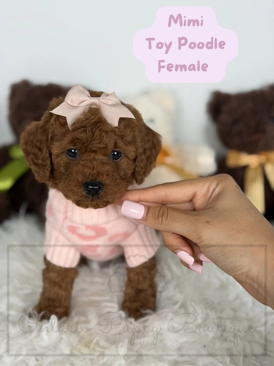 Mimi - Toy Poodle