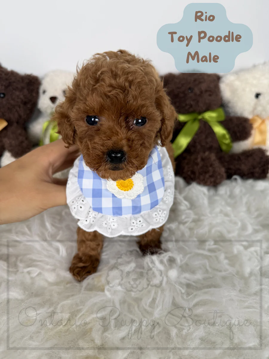 Rio - Toy Poodle