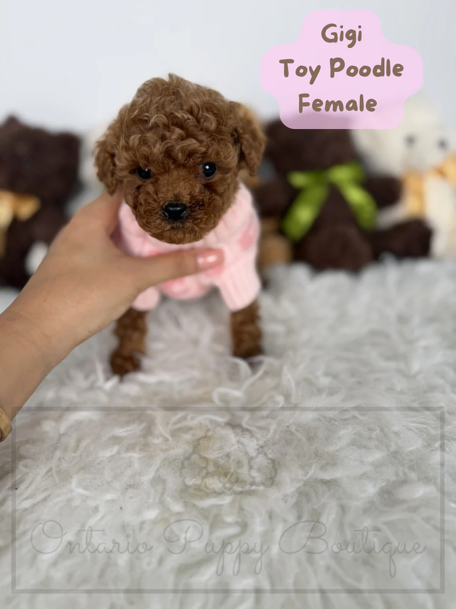 Gigi - Toy Poodle - Female