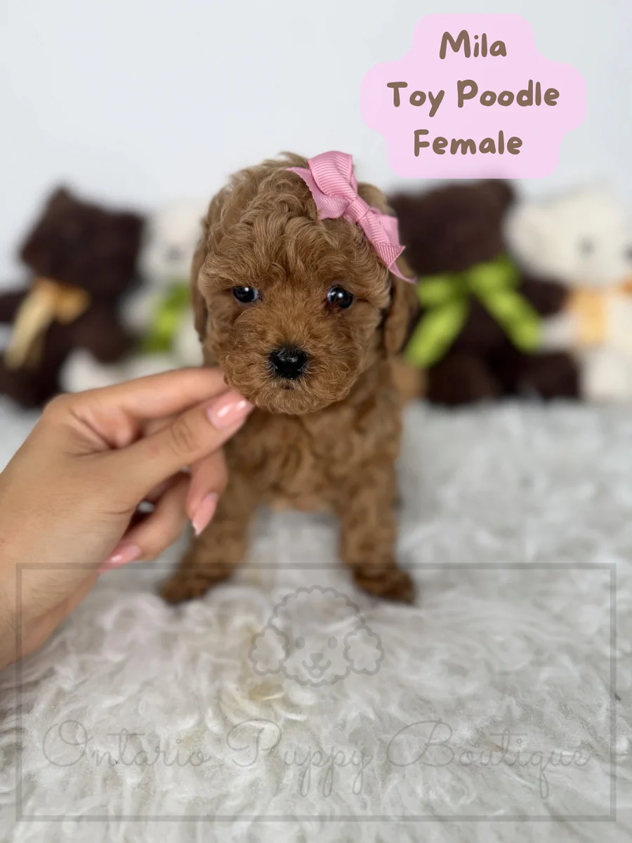 Mila - Toy Poodle