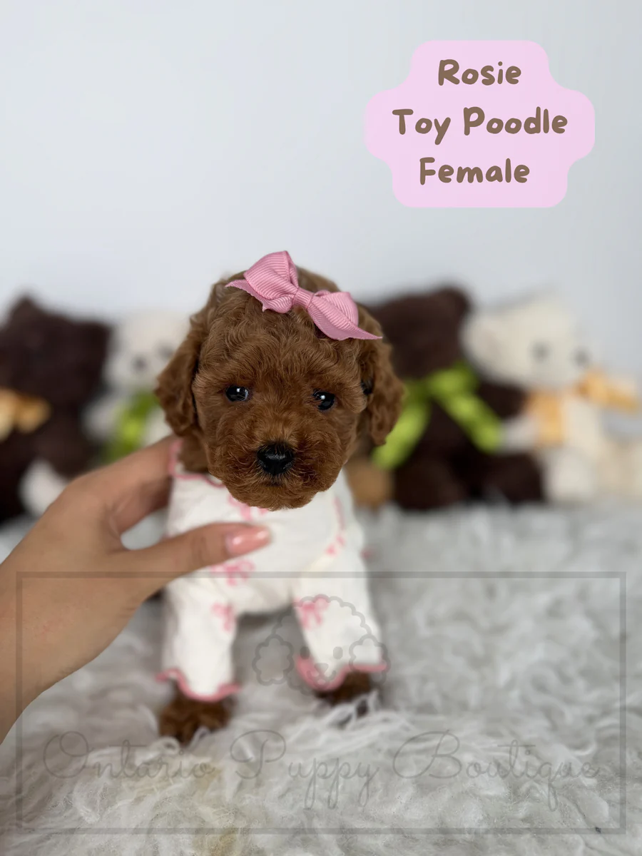 toy poodle puppies for sale