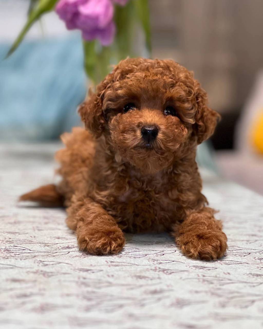 Teddy